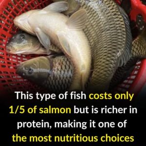 This type of fish costs only 1/5 of salmon but is richer in protein, making it one of the most nutritious choices available! This type of fish costs only 1/5 of salmon but is richer in protein, making it one of the most nutritious choices available!