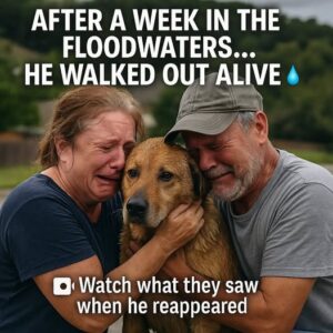 A Miracle Amid the Flood, Family Reunites with Lost Dog in Texas A Miracle Amid the Flood, Family Reunites with Lost Dog in Texas