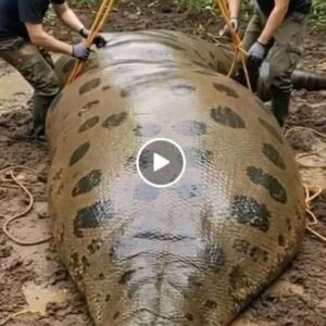 Hiker Encounters Massive Snake Camouflaged Along South Carolina Creek Hiker Encounters Massive Snake Camouflaged Along South Carolina Creek