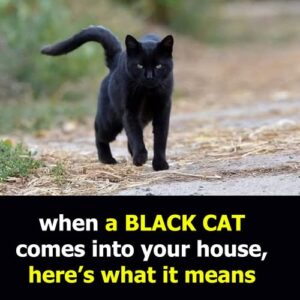What does it mean to meet a black cat? What does it mean to meet a black cat?