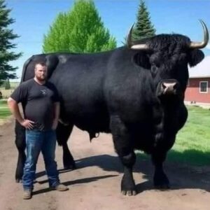 Farmer Spends ,500 on Black Angus Bull Farmer Spends ,500 on Black Angus Bull