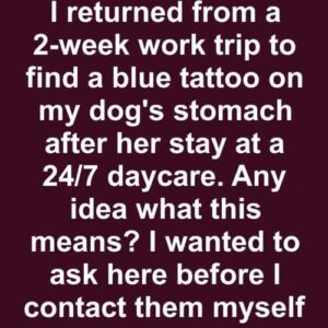 I Picked Up My Dog from a 24/7 Daycare I Picked Up My Dog from a 24/7 Daycare