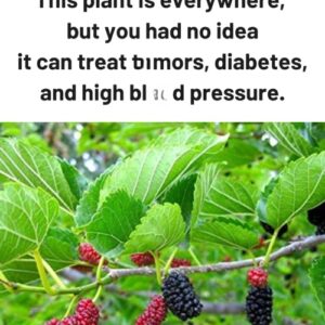 This plant is everywhere, but you had no idea it can treat t*mors, diabetes, and high bl0*d pressure This plant is everywhere, but you had no idea it can treat t*mors, diabetes, and high bl0*d pressure