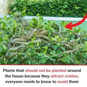 Plants that should not be planted around the house because they attract snakes, everyone needs to know to avoid them. Check the 1st comment Plants that should not be planted around the house because they attract snakes, everyone needs to know to avoid them. Check the 1st comment