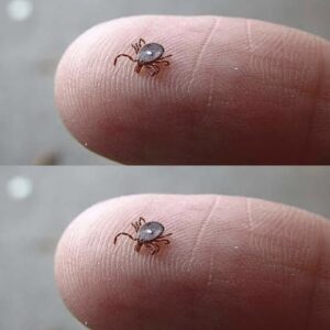 If You Notice This Insect, Take These Steps
