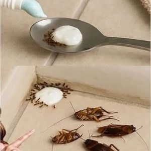 Put this in your house you will never see flies, mosquitoes or cockroaches again. Full story in 1st comment Put this in your house you will never see flies, mosquitoes or cockroaches again. Full story in 1st comment