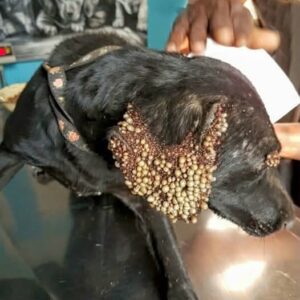 When a stunning Labrador–Hound mix was seen wandering the streets of Johannesburg, South Africa, no one could figure out what the strange bumps on her ears and around her eyes. But luckily, some animal lovers from an organization called CLAW took matters into their own hands and brought her to an animal hospital. And what the vets discovered was shocking. Full story in comments … See more When a stunning Labrador–Hound mix was seen wandering the streets of Johannesburg, South Africa, no one could figure out what the strange bumps on her ears and around her eyes. But luckily, some animal lovers from an organization called CLAW took matters into their own hands and brought her to an animal hospital. And what the vets discovered was shocking. Full story in comments … See more
