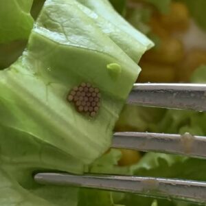 She Thought It Was Quinoa—Then She Looked Closer and Gagged