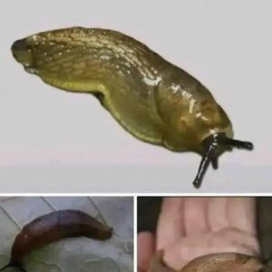 When a slug visits your house, it means you have…