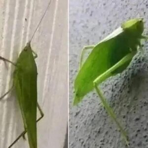 Insect Messaging: The Leaf Grasshopper’s Messenger Insect Messaging: The Leaf Grasshopper’s Messenger