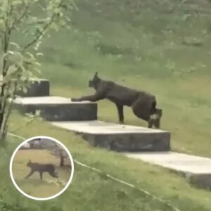 Rare Creature Caught On Camera For The 1st Time