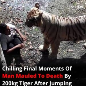 Chilling Final Moments Of Man Mauled To Death By 200kg Tiger After Jumping Into Zoo Pit Chilling Final Moments Of Man Mauled To Death By 200kg Tiger After Jumping Into Zoo Pit