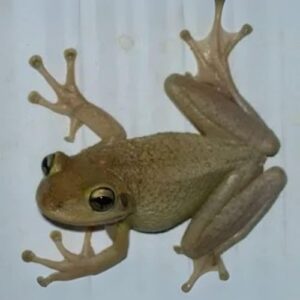 What It Really Means When a Frog Shows Up at Your Doorstep: A Hidden Message of Hope and Change What It Really Means When a Frog Shows Up at Your Doorstep: A Hidden Message of Hope and Change