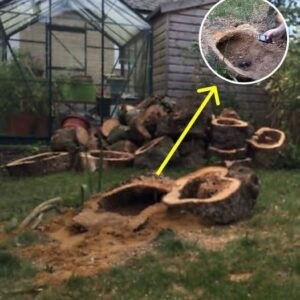 Woman Decides To Cut Down Dead Apple Tree, What She Finds Inside Brings Her Police Protection