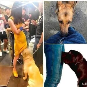 If your dog is sniffing your genital area, it means you h