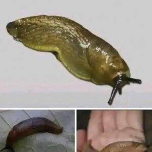 When a slug visits your house, it means you ha