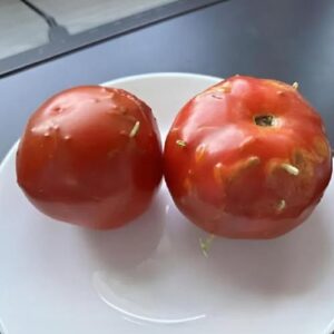 Strange Riddle: Damaged Tomatoes, an Unexpected Discovery in My Kitchen! Strange Riddle: Damaged Tomatoes, an Unexpected Discovery in My Kitchen!