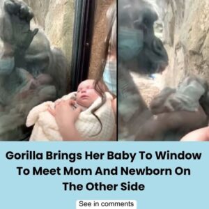 Emotional Zoo Moment Between Gorilla And Family Emotional Zoo Moment Between Gorilla And Family