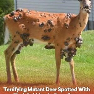 Terrifying Mutant Deer Spotted With Terrifying Mutant Deer Spotted With