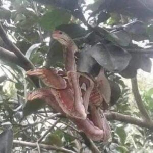 The Atlas moth camouflages itself by mimicking a snake to stay safe. The Atlas moth camouflages itself by mimicking a snake to stay safe.