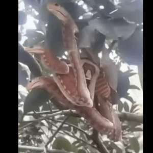 Angry-Looking ‘Snakes’ Spotted Lurking In Tree,