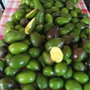 Doctors reveal that eating avocado causes…