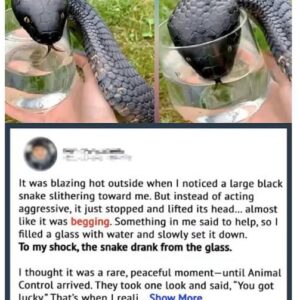 Unusual Snake Approached Me for Water—Animal