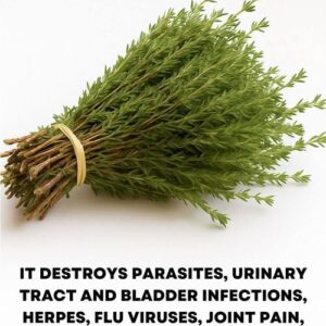 It is among the most powerful plants in t It is among the most powerful plants in t