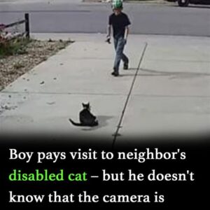 Boy approaches disabled cat – doesn’t realize the camera is recording his actions Boy approaches disabled cat – doesn’t realize the camera is recording his actions