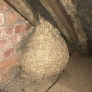 Unexpected Discovery in the Attic Leaves Man Speechles