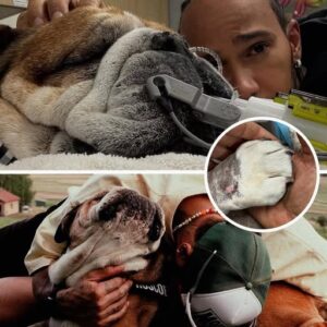 Lewis Hamilton, Eligible F1 Champion, Mourns the Loss of Beloved Dog Roscoe Lewis Hamilton, Eligible F1 Champion, Mourns the Loss of Beloved Dog Roscoe