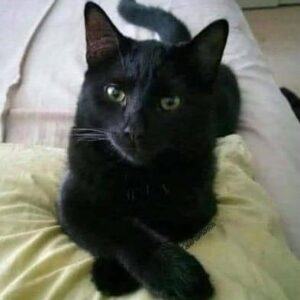 Did you know that if a black CAT approaches you, it’s a clear sign that… See more Did you know that if a black CAT approaches you, it’s a clear sign that… See more