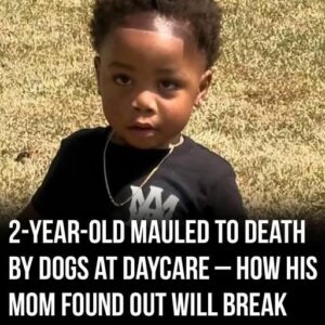 2-year-old mauled to death by dogs