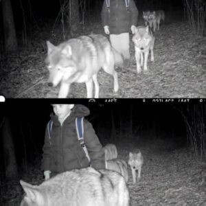 Locals still hear the howls every night… and now they know why 😱👇 See more Locals still hear the howls every night… and now they know why 😱👇 See more