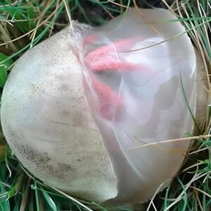 In the yard I found a slimy, reddish creature that emanated an unpleasant smell: I was horrified when I realized that it was In the yard I found a slimy, reddish creature that emanated an unpleasant smell: I was horrified when I realized that it was