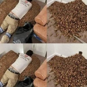 A man smells a strong smell in his house, when he finds out that he opens the wall he finds… A man smells a strong smell in his house, when he finds out that he opens the wall he finds…