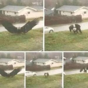 Giant Eagle captured