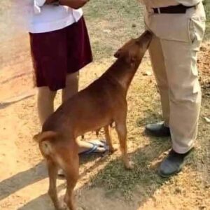 Dog Sniffing Behavior, Natural Instinct or Something More? Dog Sniffing Behavior, Natural Instinct or Something More?