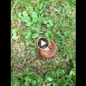 Online Curiosity: Exploring the Secre