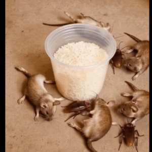 How to get rid of rats and cockroache