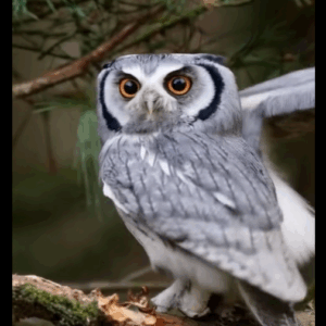 Were you aware that an owl could be hovering near your house when… Were you aware that an owl could be hovering near your house when…