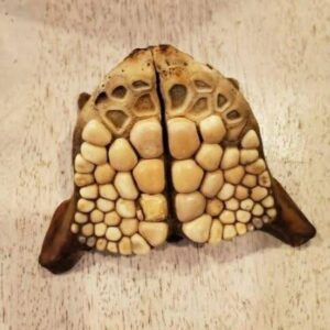 “A Florida Beach Discovery That Has Remained a Mystery for 20 Years” “A Florida Beach Discovery That Has Remained a Mystery for 20 Years”