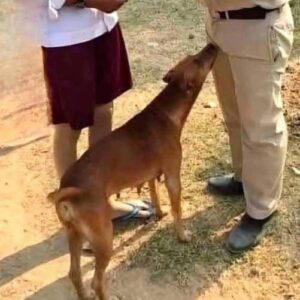 Dog Sniffing Behavior, Natural Instinct or Something More?