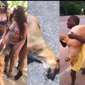 If your dog is sniffing your genital area, it means you have…See more