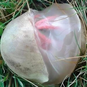 In the yard I found a slimy, reddish creature that emanated an unpleasant smell: I was horrified when I realized that it was