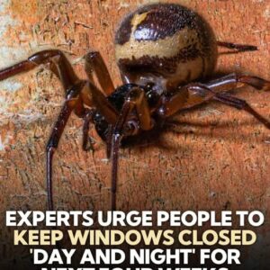 Urgent Warning! Keep Windows Shut to Stop the Most Venomous Spider from Entering Homes