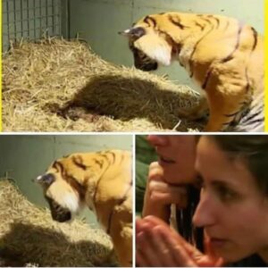 Tiger gives birth to lifeless twin cub – caretakers are astonished when mother’s instincts kick in… Check comments….. Read full story in comment