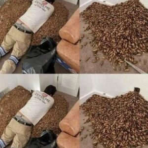 A man smells a strong smell in his house, when he finds out that he opens the wall he finds…