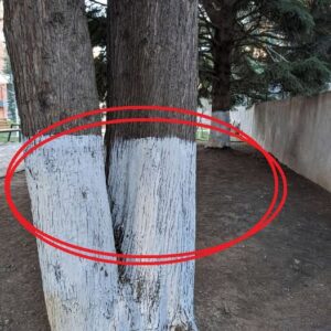 What’s the Reason Behind Painting Trees White?