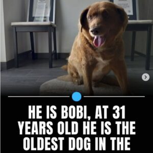 Doctors Said He Wouldn’t Live Past 10… Now at 31, Meet Bobi – The Dog Who SHATTERED Every Record and Is STILL the Oldest Pup on Earth! You Won’t Believe His Secret!